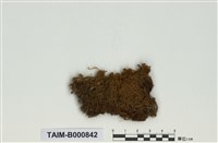 藏品(叢苔科)的圖片